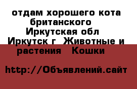 отдам хорошего кота британского  - Иркутская обл., Иркутск г. Животные и растения » Кошки   